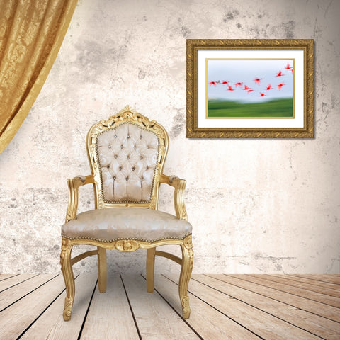 Caribbean-Trinidad-Caroni Swamp Blur of scarlet ibis birds in flight  Gold Ornate Wood Framed Art Print with Double Matting by Jaynes Gallery