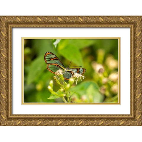 Caribbean-Trinidad-Asa Wright Nature Center Agnosia clearwing butterfly feeding  Gold Ornate Wood Framed Art Print with Double Matting by Jaynes Gallery