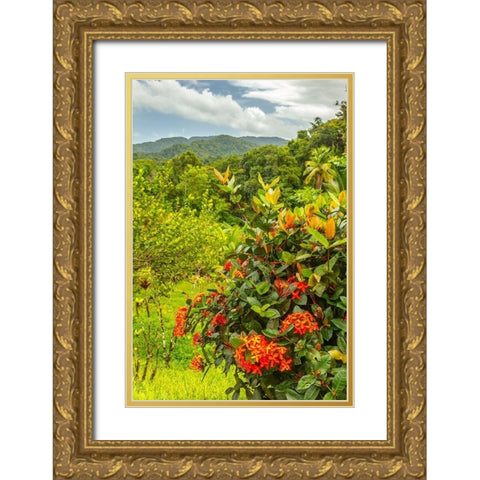 Caribbean-Trinidad Tropical jungle landscape with flowers  Gold Ornate Wood Framed Art Print with Double Matting by Jaynes Gallery