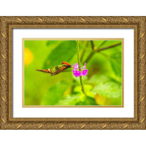 Caribbean-Trinidad-Asa Wright Nature Center Female tufted coquette hummingbird feeding  Gold Ornate Wood Framed Art Print with Double Matting by Jaynes Gallery