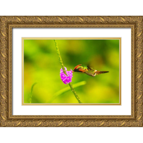 Caribbean-Trinidad-Asa Wright Nature Center Female tufted coquette hummingbird feeding  Gold Ornate Wood Framed Art Print with Double Matting by Jaynes Gallery