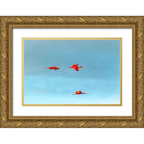 Caribbean-Trinidad-Caroni Swamp Scarlet ibis birds in flight  Gold Ornate Wood Framed Art Print with Double Matting by Jaynes Gallery