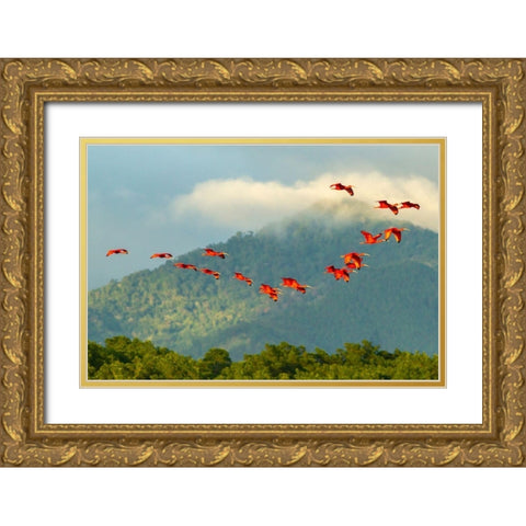 Caribbean-Trinidad-Caroni Swamp Scarlet ibis birds in flight  Gold Ornate Wood Framed Art Print with Double Matting by Jaynes Gallery