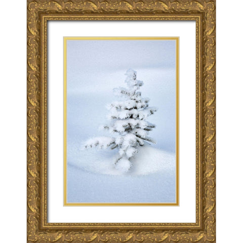 Canada-Alberta-Jasper National Park-Tiny-snow-covered fir tree Gold Ornate Wood Framed Art Print with Double Matting by Collins, Ann