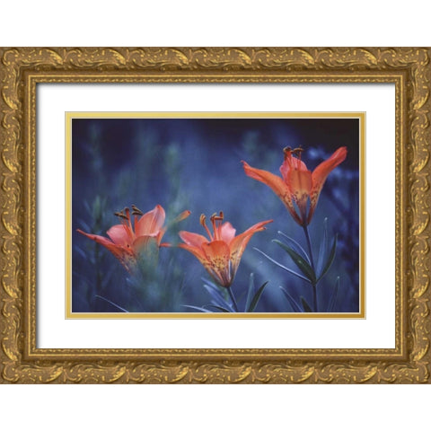 Canada, Alberta, Jasper NP Wood lilies at dusk Gold Ornate Wood Framed Art Print with Double Matting by Delisle, Gilles