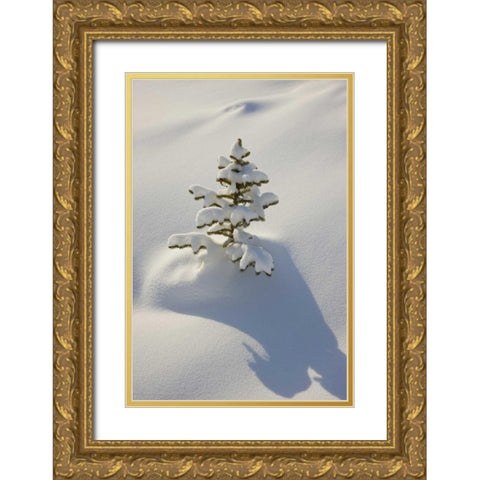 Canada, Jasper NP A young tree covered with snow Gold Ornate Wood Framed Art Print with Double Matting by Grall, Don