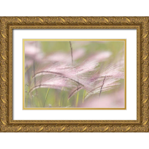 Canada, Alberta, Peter Loughheed PP Grass seeds Gold Ornate Wood Framed Art Print with Double Matting by Paulson, Don