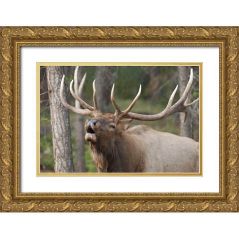 Canada, Alberta, Jasper NP Bull elk bugling Gold Ornate Wood Framed Art Print with Double Matting by Paulson, Don