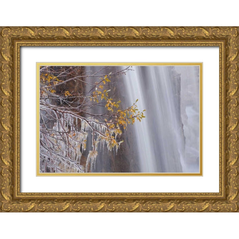 Canada, Jasper NP Ice on tree at Tangle Falls Gold Ornate Wood Framed Art Print with Double Matting by Paulson, Don