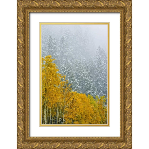 Canada, Banff NP Snow in mountain forest Gold Ornate Wood Framed Art Print with Double Matting by Grandmaison, Mike