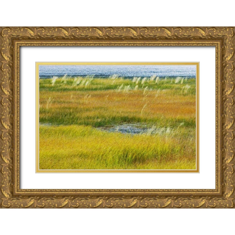 Canada, Alberta, Jasper NP Grasses in a wetland Gold Ornate Wood Framed Art Print with Double Matting by Grandmaison, Mike