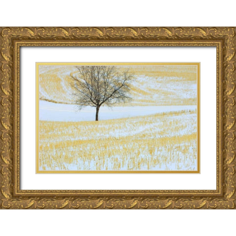Canada, Alberta Lone tree in snowy field Gold Ornate Wood Framed Art Print with Double Matting by Grandmaison, Mike