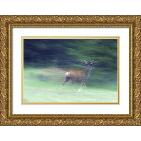 Canada, Alberta, Jasper NP Mule deer running Gold Ornate Wood Framed Art Print with Double Matting by Delisle, Gilles