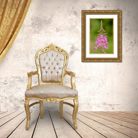 Canada-Alberta-Banff National Park Pink fireweed flowers close-up Gold Ornate Wood Framed Art Print with Double Matting by Jaynes Gallery