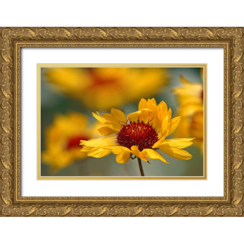 Canada-Alberta-Jasper National Park Brown-eyed Susan flower close-up Gold Ornate Wood Framed Art Print with Double Matting by Jaynes Gallery