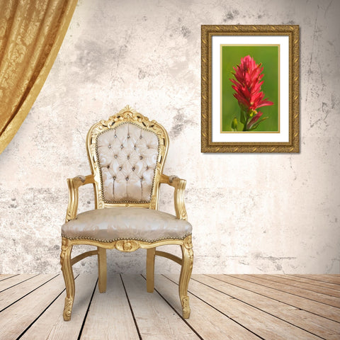 Canada-Alberta-Banff National Park Indian paintbrush flower close-up Gold Ornate Wood Framed Art Print with Double Matting by Jaynes Gallery