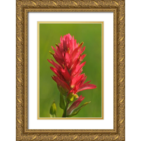 Canada-Alberta-Banff National Park Indian paintbrush flower close-up Gold Ornate Wood Framed Art Print with Double Matting by Jaynes Gallery