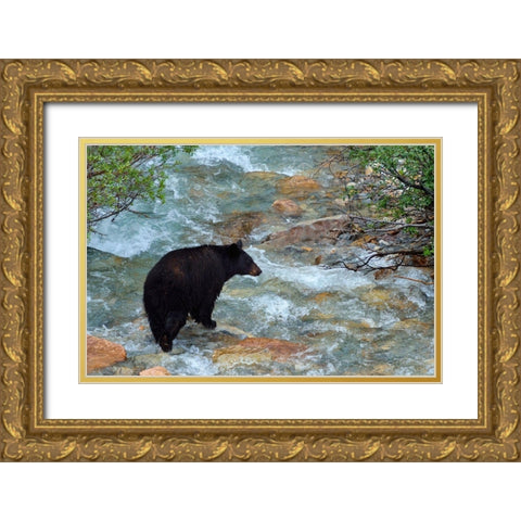 Canada-Alberta-Banff National Park American black bear sow crossing creek Gold Ornate Wood Framed Art Print with Double Matting by Jaynes Gallery