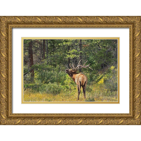 Canada-Alberta-Jasper National Park Male elk calling Gold Ornate Wood Framed Art Print with Double Matting by Jaynes Gallery