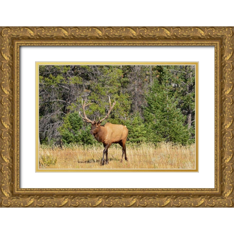 Canada-Alberta-Jasper National Park Male elk walking Gold Ornate Wood Framed Art Print with Double Matting by Jaynes Gallery