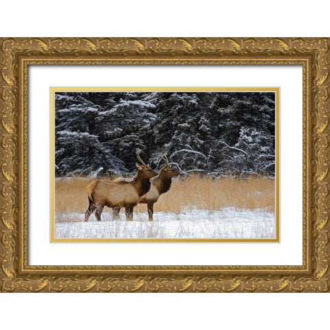 Canada-Alberta-Banff National Park Female elks in snowy field Gold Ornate Wood Framed Art Print with Double Matting by Jaynes Gallery