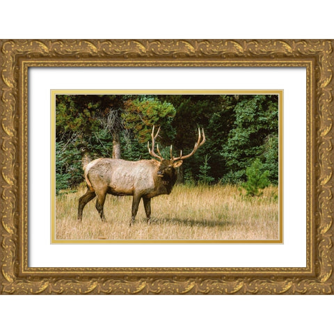 Bull elk with huge rack-Banff National Park-Canada Gold Ornate Wood Framed Art Print with Double Matting by Garber, Howie