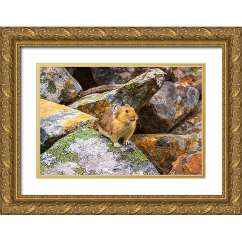 American Pika-Ochotona princeps-Jasper National Park-Alberta-Canada Gold Ornate Wood Framed Art Print with Double Matting by Bishop, Russ