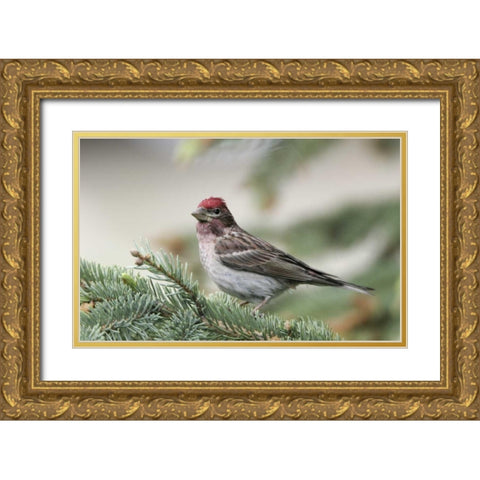 Canada, BC, Kamloops Cassins finch in a pine Gold Ornate Wood Framed Art Print with Double Matting by Morris, Arthur