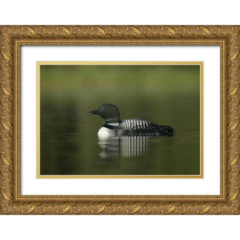 Canada, BC, Kamloops Portrait of common loon Gold Ornate Wood Framed Art Print with Double Matting by Morris, Arthur