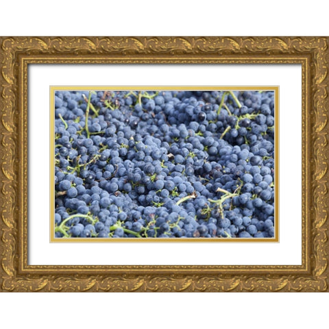 Canada, BC, Osoyoos Fresh purple grapes Gold Ornate Wood Framed Art Print with Double Matting by Paulson, Don