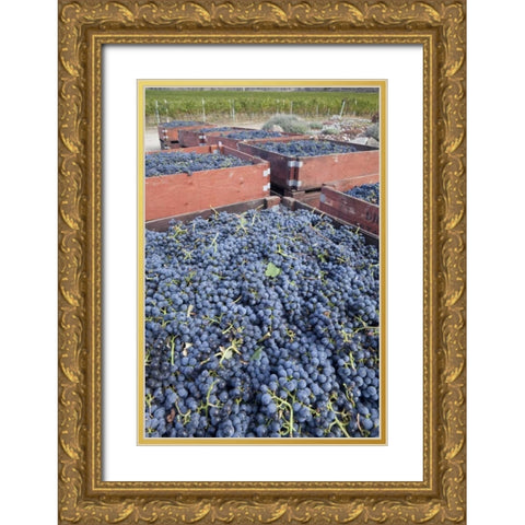 Canada, BC, Osoyoos Fresh picked purple grapes Gold Ornate Wood Framed Art Print with Double Matting by Paulson, Don