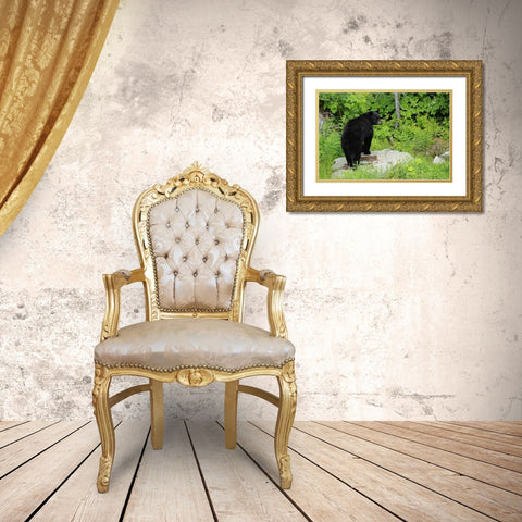 Canada, BC, Pemberton American black bear Gold Ornate Wood Framed Art Print with Double Matting by Grandmaison, Mike