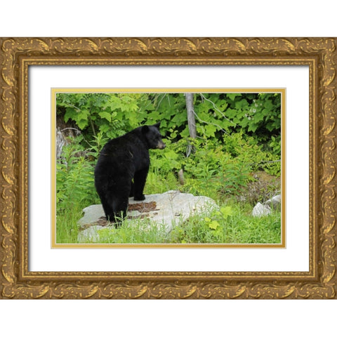 Canada, BC, Pemberton American black bear Gold Ornate Wood Framed Art Print with Double Matting by Grandmaison, Mike