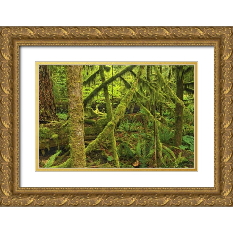 Canada, BC ,Mossy trees in Cathedral Grove Gold Ornate Wood Framed Art Print with Double Matting by Grandmaison, Mike