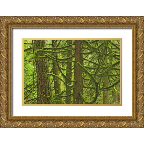 Canada, BC ,Mossy trees in Cathedral Grove Gold Ornate Wood Framed Art Print with Double Matting by Grandmaison, Mike