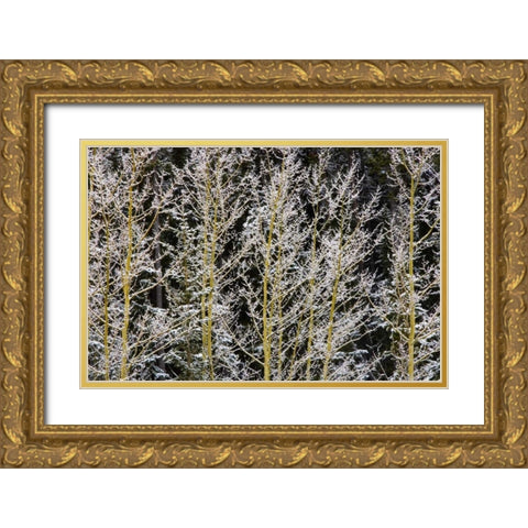 Canada, BC, Mt Robson PP Hoarfrost on aspens Gold Ornate Wood Framed Art Print with Double Matting by Grandmaison, Mike