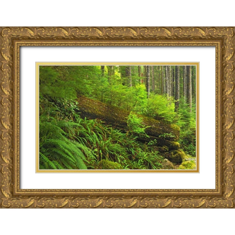 Canada, BC, Plants growing on log in rain forest Gold Ornate Wood Framed Art Print with Double Matting by Grandmaison, Mike
