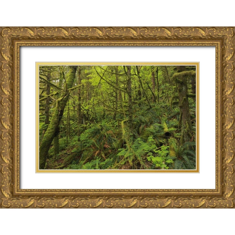 Canada, BC, Golden Ears PP Coastal rain forest Gold Ornate Wood Framed Art Print with Double Matting by Grandmaison, Mike
