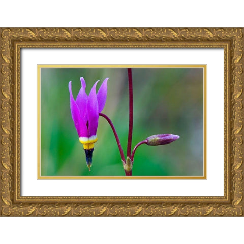Canada-British Columbia-Kootenay National Park Common shooting star flower close-up Gold Ornate Wood Framed Art Print with Double Matting by Jaynes Gallery