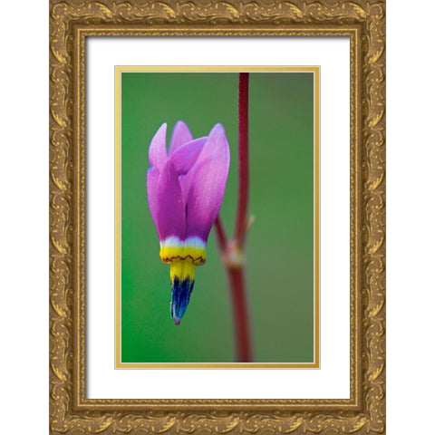 Canada-British Columbia-Kootenay National Park Common shooting star flower close-up Gold Ornate Wood Framed Art Print with Double Matting by Jaynes Gallery