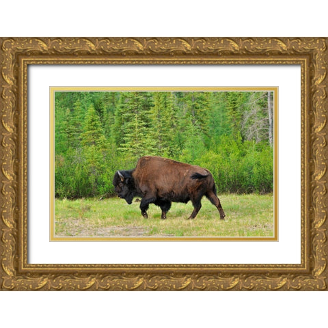 Canada-British Columbia-Coal River Wood bison close-up Gold Ornate Wood Framed Art Print with Double Matting by Jaynes Gallery