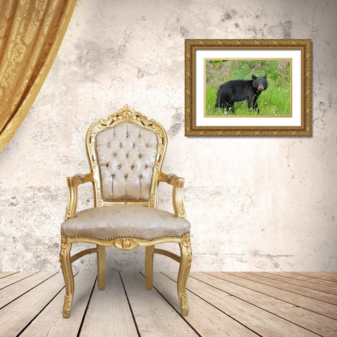 Canada-British Columbia-Whistler American black bear cub close-up Gold Ornate Wood Framed Art Print with Double Matting by Jaynes Gallery