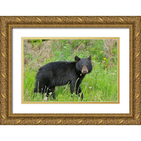 Canada-British Columbia-Whistler American black bear cub close-up Gold Ornate Wood Framed Art Print with Double Matting by Jaynes Gallery