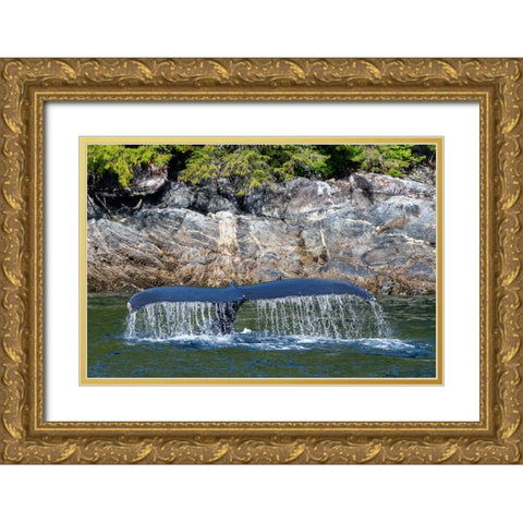 Canada-British Columbia-Great Bear Rainforest Humpback whale tail Gold Ornate Wood Framed Art Print with Double Matting by Hopkins, Cindy Miller