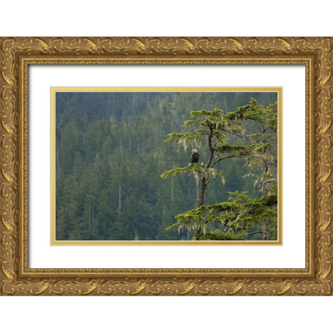 British Columbia A Bald Eagle perches on a limb amid Bearded Lichen in forested Vancouver Island Gold Ornate Wood Framed Art Print with Double Matting by Luhm, Gary