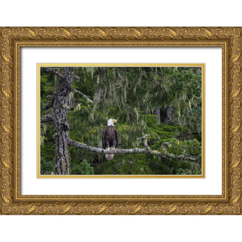 Canada-British Columbia A Bald Eagle perches on a limb amid Bearded Lichen Gold Ornate Wood Framed Art Print with Double Matting by Luhm, Gary