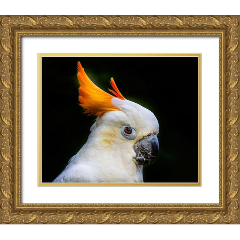 Orange Crest Citron Crested Cockatoo Medium sized cockatoo endangered species from Indonesia Gold Ornate Wood Framed Art Print with Double Matting by Perry, William