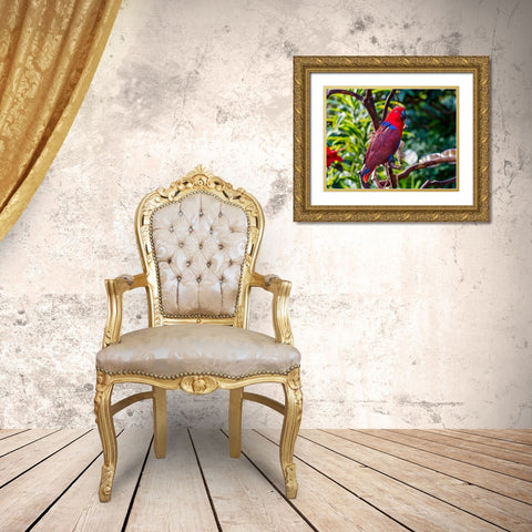 Red blue Female Eclectus Parrot close-up Native to Solomon Islands-New Guinea Gold Ornate Wood Framed Art Print with Double Matting by Perry, William