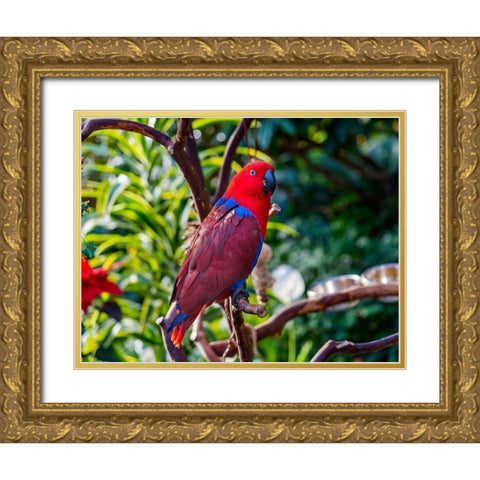 Red blue Female Eclectus Parrot close-up Native to Solomon Islands-New Guinea Gold Ornate Wood Framed Art Print with Double Matting by Perry, William