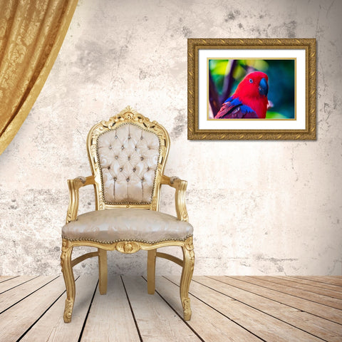 Red blue Female Eclectus Parrot close-up Native to Solomon Islands-New Guinea Gold Ornate Wood Framed Art Print with Double Matting by Perry, William